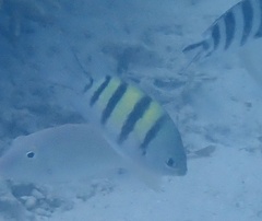 Abudefduf vaigiensis