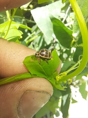 Epilachna paenulata