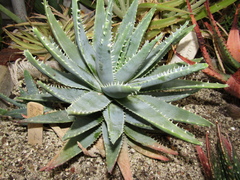 Aloe brevifolia