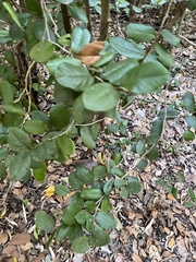 Meiogyne heteropetala