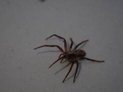 Philodromus aureolus