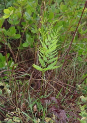 Pteridium centrali-africanum