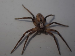 Philodromus aureolus