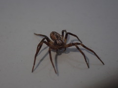 Philodromus aureolus