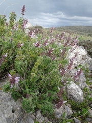 Salvia fruticosa