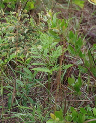 Pteridium centrali-africanum