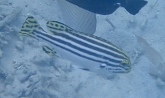 Plectorhinchus lessonii
