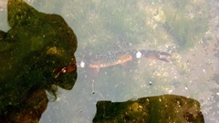 Charybdis hellerii