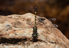 Paragomphus cognatus