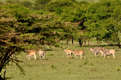 Tragelaphus oryx pattersonianus