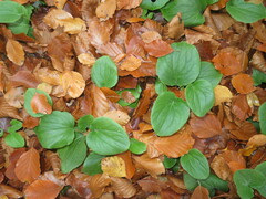 Doronicum pardalianches