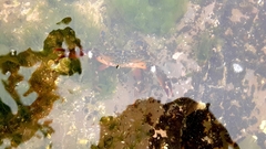Charybdis hellerii