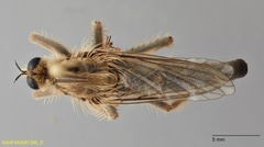 Stenopogoninae