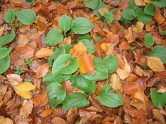 Doronicum pardalianches