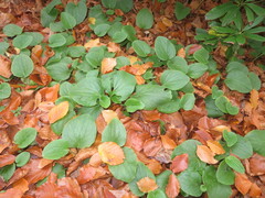 Doronicum pardalianches