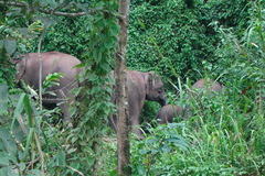 Elephas maximus borneensis