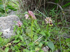 Ophrys tenthredinifera