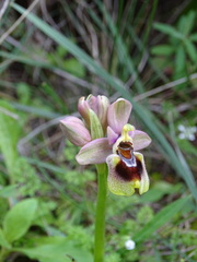 Ophrys tenthredinifera