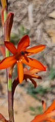 Watsonia angusta