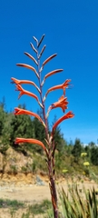 Watsonia angusta