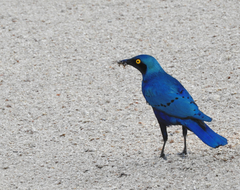 Lamprotornis chalybaeus