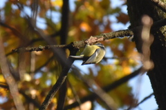 Cyanistes caeruleus