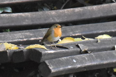 Erithacus rubecula