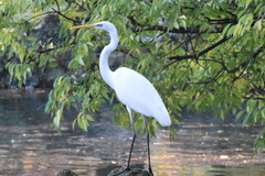 Ardea alba