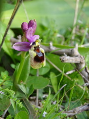 Ophrys tenthredinifera