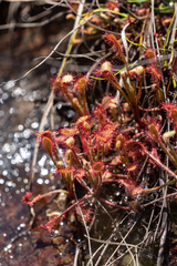 Drosera madagascariensis