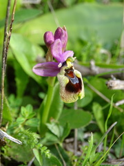 Ophrys tenthredinifera