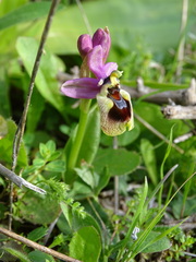 Ophrys tenthredinifera