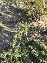 Condalia ericoides
