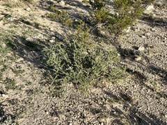 Condalia ericoides