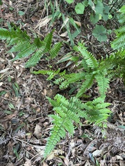 Dryopteris tenuipes