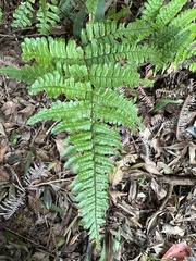 Dryopteris tenuipes