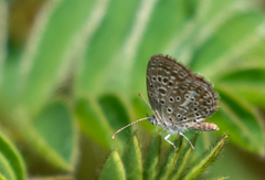 Actizera lucida