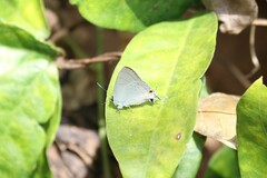 Hypolycaena erylus
