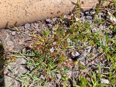 Sisyrinchium rosulatum