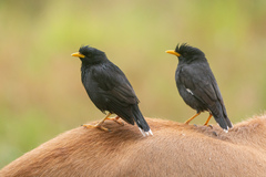 Acridotheres grandis