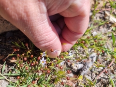 Sisyrinchium rosulatum