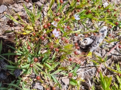 Sisyrinchium rosulatum