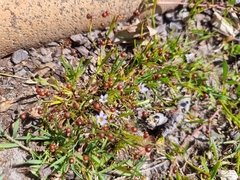 Sisyrinchium rosulatum