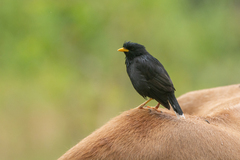 Acridotheres grandis