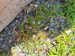 Sisyrinchium rosulatum