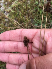 Juncus nodosus