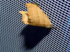 Falcaria lacertinaria