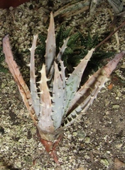 Aloe longistyla
