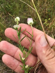 Polygala sanguinea