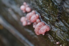 Ascocoryne sarcoides